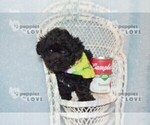 Small #4 Poodle (Toy)