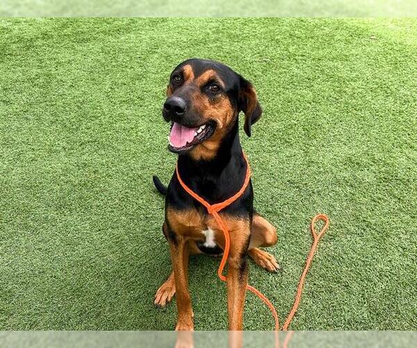 Medium Photo #1 Doberman Pinscher-Unknown Mix Puppy For Sale in Orange, CA, USA