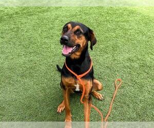 Doberman Pinscher-Unknown Mix Dogs for adoption in Orange, CA, USA