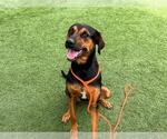 Small Doberman Pinscher Mix