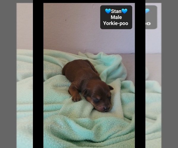 Medium Photo #2 Yorkipoo Puppy For Sale in TUCSON, AZ, USA