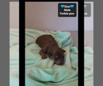 Small #1 Yorkipoo