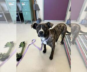 Mutt Dogs for adoption in Santa Cruz, CA, USA