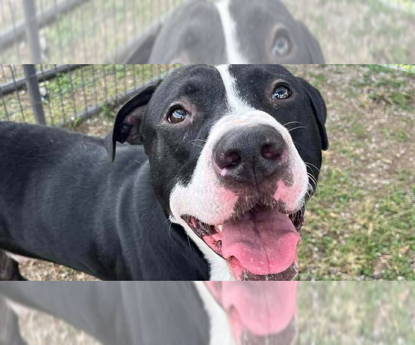 Medium Photo #1 Mutt Puppy For Sale in Abbeville, LA, USA