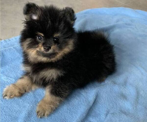 Medium Photo #3 Pomeranian Puppy For Sale in SNOHOMISH, WA, USA