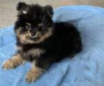 Small Photo #3 Pomeranian Puppy For Sale in SNOHOMISH, WA, USA
