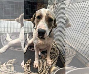 Catahoula Leopard Dog-Unknown Mix Dogs for adoption in Alexander, AR, USA