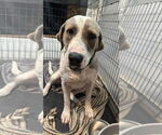 Small Catahoula Leopard Dog Mix