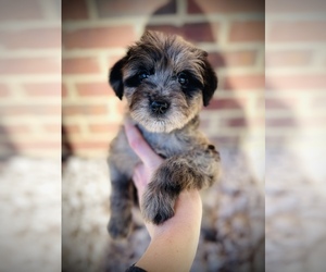 Aussie-Poo-Aussiedoodle Miniature  Mix Puppy for sale in CROSSVILLE, TN, USA