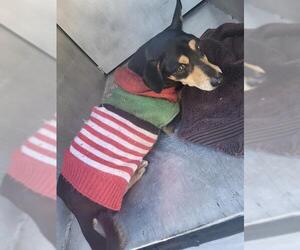 Mutt Dogs for adoption in San Antonio, TX, USA