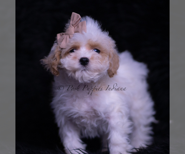 Medium Photo #1 Maltipoo (Toy) Puppy For Sale in WARSAW, IN, USA