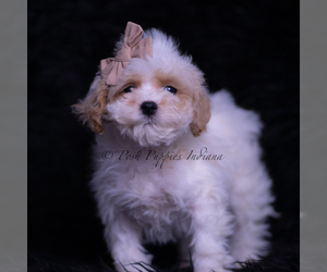 Medium Maltipoo (Toy)