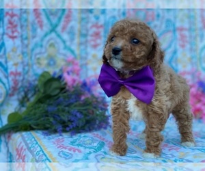 Cavapoo Puppy for sale in LANCASTER, PA, USA
