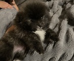 Puppy Benji Pomeranian