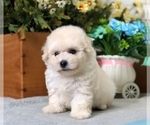 Small #7 Poodle (Miniature)