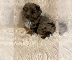 Australian Shepherd Puppy for sale in BEECH GROVE, IN, USA