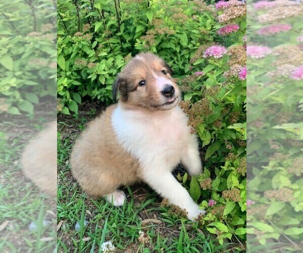 Medium Photo #4 Collie Puppy For Sale in BROADWAY, VA, USA