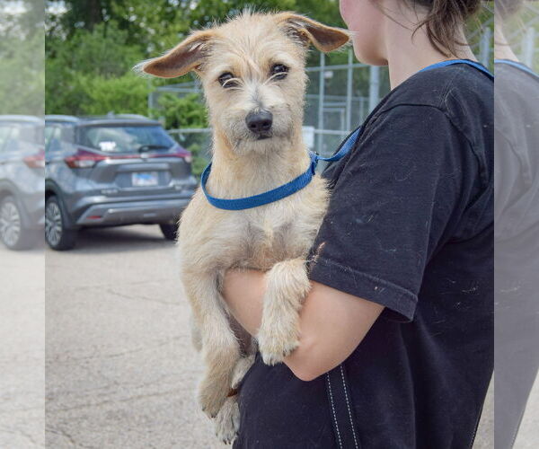Medium Photo #4 Chiweenie Puppy For Sale in Huntley, IL, USA