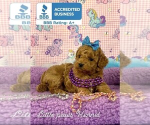 Poodle (Toy) Puppy for sale in WINNSBORO, LA, USA