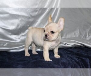 French Bulldog Puppy for sale in BLACKHAWK, CA, USA