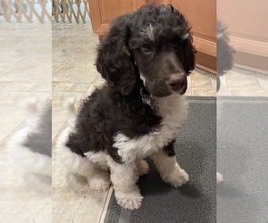 Poodle (Standard) Puppy for sale in PEYTON, CO, USA