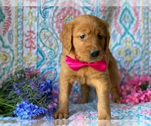 Golden Retriever Puppy for sale in LANCASTER, PA, USA