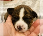 Small Photo #10 Basenji Puppy For Sale in TEXARKANA, TX, USA