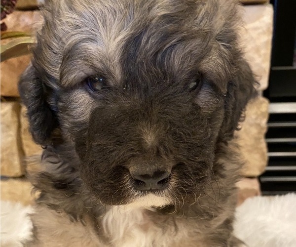 Medium Photo #10 Great Pyrenees-Poodle (Miniature) Mix Puppy For Sale in BOWLING GREEN, OH, USA