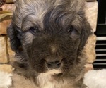 Small Photo #10 Great Pyrenees-Poodle (Miniature) Mix Puppy For Sale in BOWLING GREEN, OH, USA