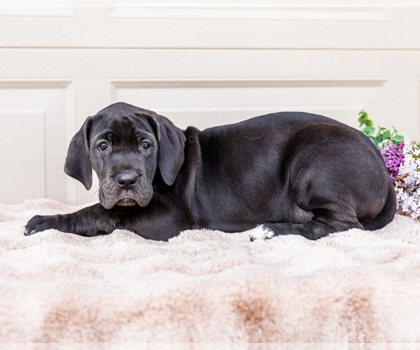 Medium Photo #5 Great Dane Puppy For Sale in WAKARUSA, IN, USA
