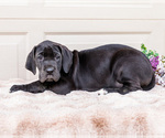 Small #4 Great Dane