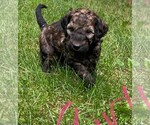 Small Photo #4 Goldendoodle-Poodle (Miniature) Mix Puppy For Sale in CLARE, IL, USA