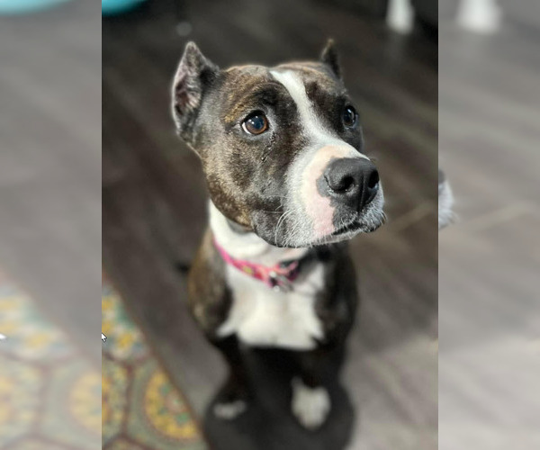 Medium Photo #4 American Staffordshire Terrier-Unknown Mix Puppy For Sale in St. Ann, MO, USA