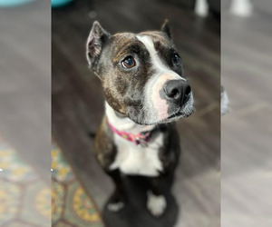 Penelope - Female American Staffordshire Terrier-Unknown Mix Dog for Adoption - Photo #4