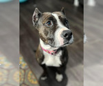 Small #3 American Staffordshire Terrier Mix