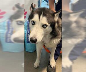 Medium Siberian Husky