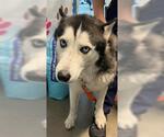 Small Siberian Husky