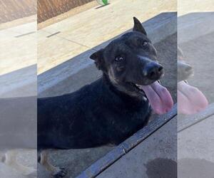 German Shepherd Dog-Unknown Mix Dogs for adoption in Incline Village, NV, USA