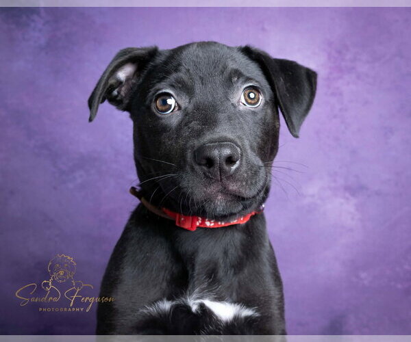 Medium Photo #2 Bulldog-Catahoula Leopard Dog Mix Puppy For Sale in Munford, TN, USA
