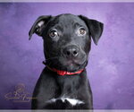 Small #1 Bulldog-Catahoula Leopard Dog Mix