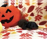 Serious Black - Male Goldendoodle-Rottweiler Mix Puppy for Sale - Small photo