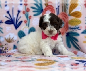 Poovanese Puppy for sale in LANCASTER, PA, USA