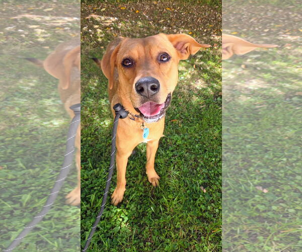 Medium Photo #2 Labrador Retriever-Unknown Mix Puppy For Sale in Rockaway, NJ, USA