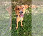 Small #1 Labrador Retriever Mix