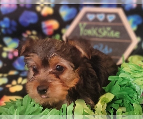 Medium Photo #5 Yorkshire Terrier Puppy For Sale in AKRON, OH, USA