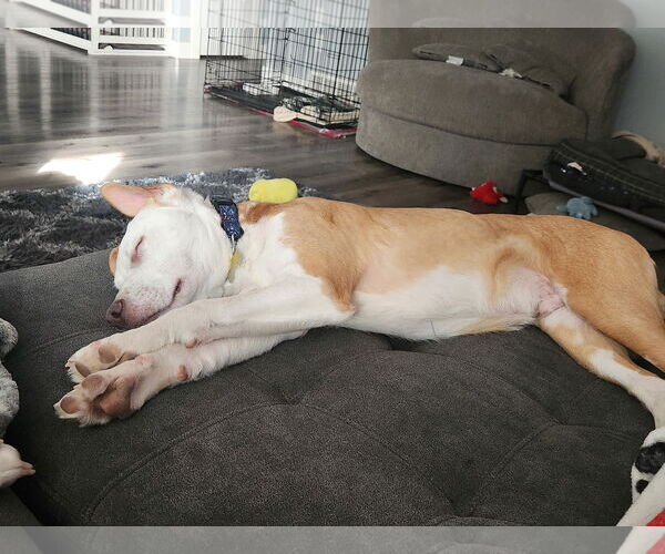 Medium Photo #10 American Pit Bull Terrier-Unknown Mix Puppy For Sale in Sandy, UT, USA