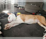 Small #9 American Pit Bull Terrier Mix