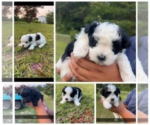 YorkiePoo Puppy for sale in CLINTON, NC, USA