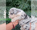 Small English Bulldog