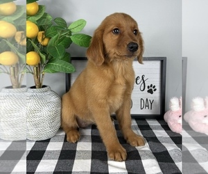 Golden Retriever Puppy for sale in FRANKLIN, IN, USA